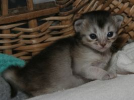 Black silver female, 2 weeks old