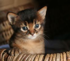 Doudou, 3.5 weeks old