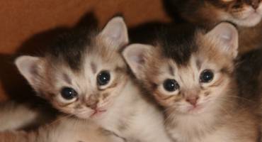 2 black silver females, 2.5 weeks old