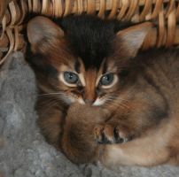 Doudou, 1 mois, se mordille la patte