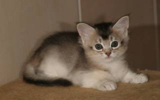 Dew Pearl, 5 semaines