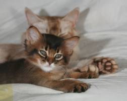 Doudou, 7 weeks old, and mom