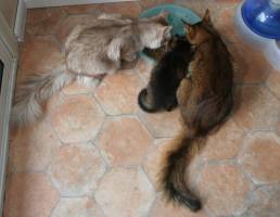 Repas de famille