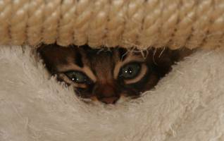Doudou joue  cache-cache