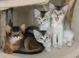 Les 4 chatons