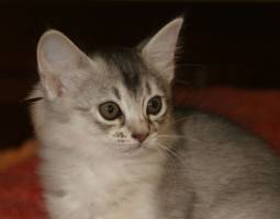 Duibi, 8 semaines