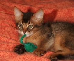Doudou, 10 semaines