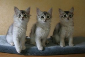 3 black silver, 2 mois