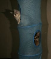 panier de chats