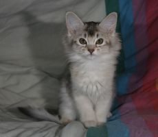 Dina