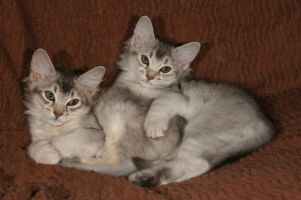 Domino et Duibi