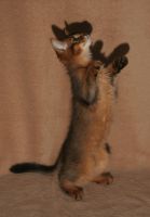 Doudou fait le Suricate