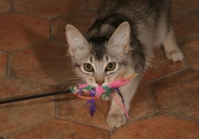 Domino et sa proie