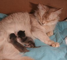 Alaska et ses deux mini-chatonnes