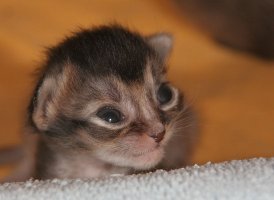 Pimousse, 11 jours