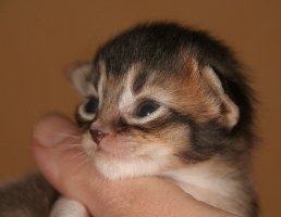 Etincelle, 11 days old