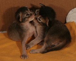 Both sisters, 11 days old