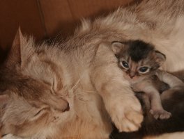 Pimousse, 20 jours