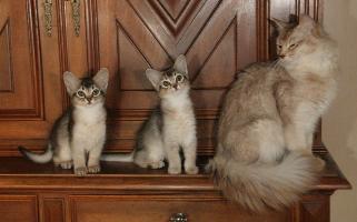 Etincelle, Pimousse et leur maman