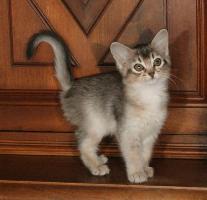 Pimousse, 2 mois et 10 jours