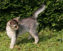 Etincelle dans l'herbe, 3 mois