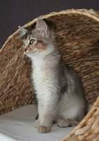 Pimousse dans son nouvel arbre a chat, 3 mois