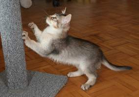Etincelle arrive dans sa nouvelle maison