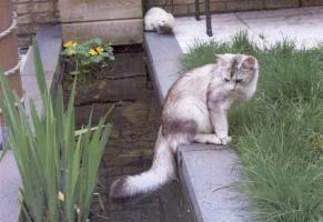 Duibi dans le jardin