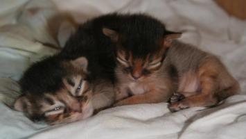les deux chatons a une semaine