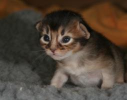 male black silver a 12 jours