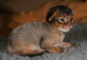 turn-coat ruddy female, 12 days old