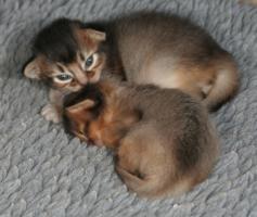 brother and sister, 2 weeks old