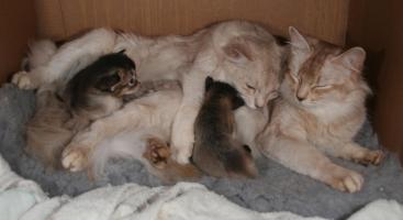 Pompon et Alaska avec les deux bebes