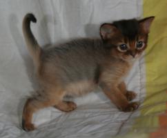 Elfie, 4 semaines