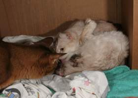Brownie souhaite la bienvenue au bébé