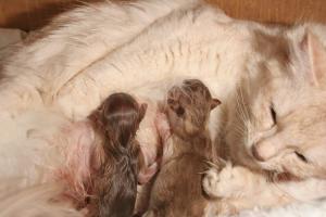 Deux bébés
