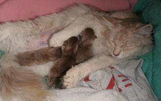 Pompon césarisée et trois bébés