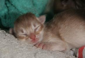 Femelle, 2 jours