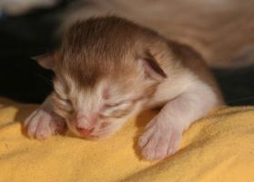 Bébé male, 5 jours