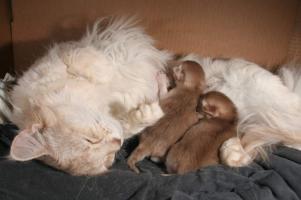 Pompon et 2 bébés