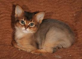 Elfie, 7 semaines
