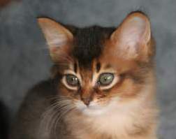 Elfie rêveuse