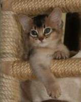 ENS pose