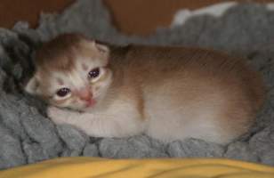 Eclair, 9 jours