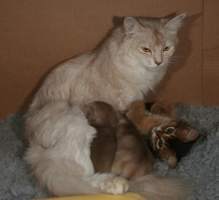 Elfie va se faire caliner par Pompon