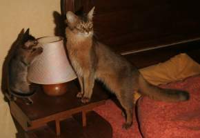 Elfie en admiration devant papa Brownie