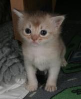 Femelle fawn silver, 3 semaines et demi