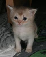 fawn silver female, 3.5 weeks old