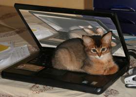 Elfie sur l'ordi