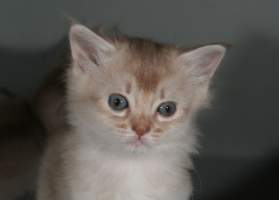 Edelweiss, 1 mois